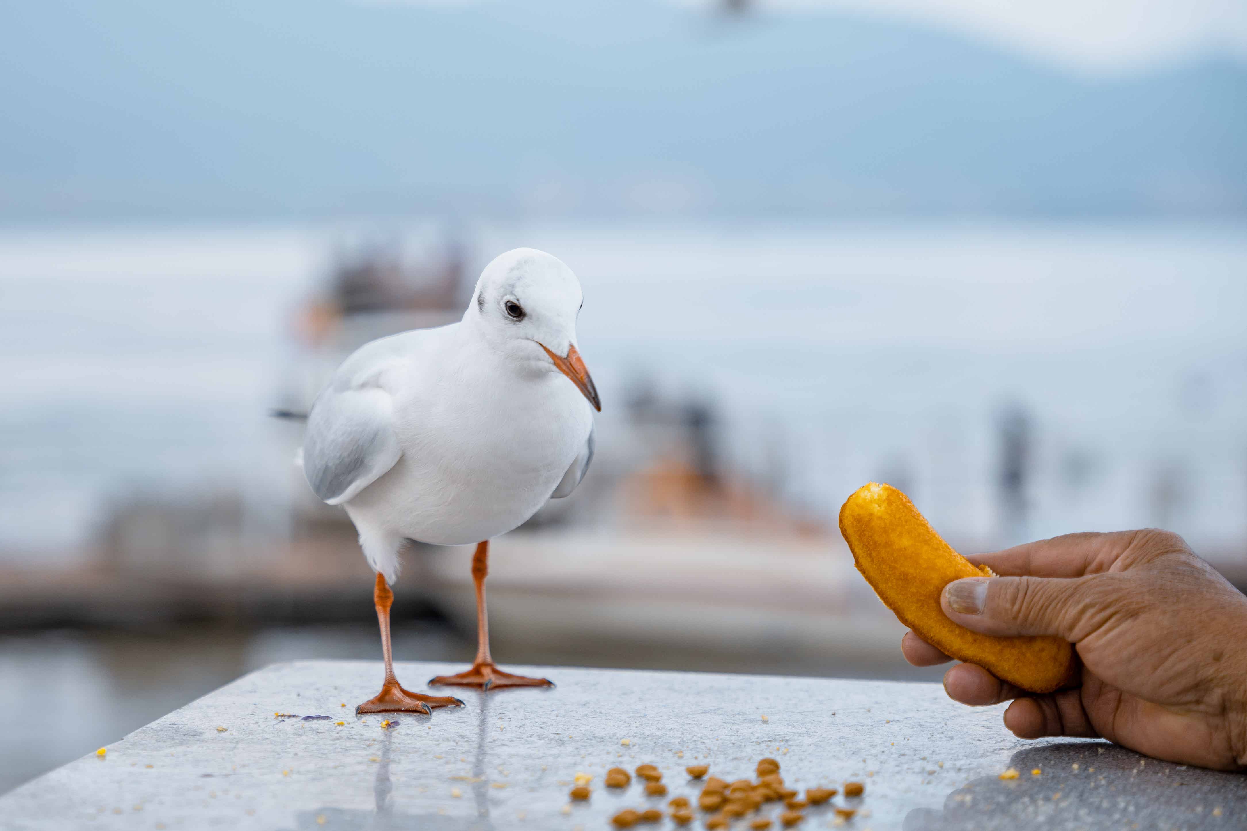 喂食