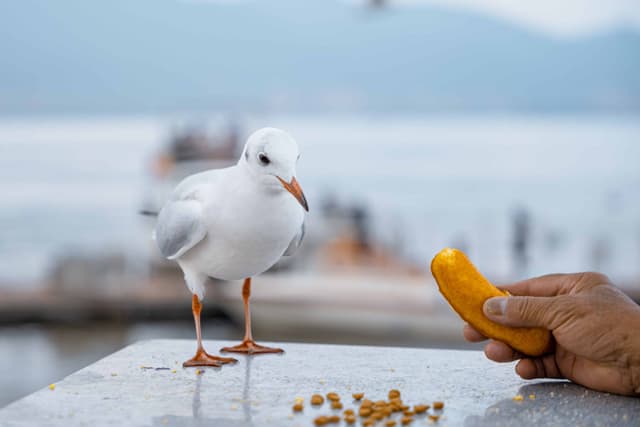 喂食