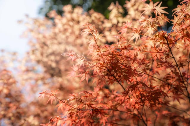 红枫
