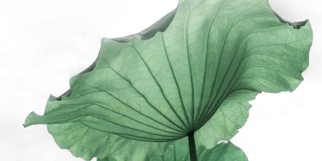 琉璃荷