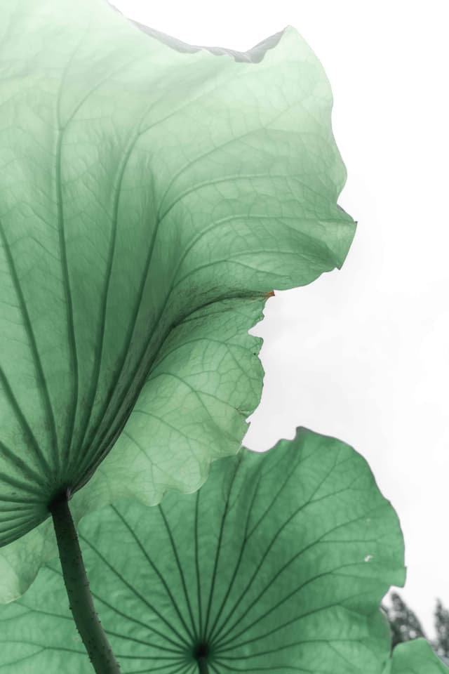 琉璃荷